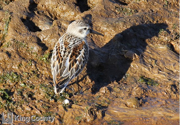 Photo of Calidris mauri